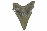 Serrated, Fossil Megalodon Tooth - North Carolina #344067-1
